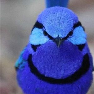 Meet your Posher, Roberta